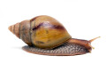Lissachatina fulica hamillei rodatzi juvenil